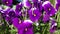 Group of three bright violet pansy (viola tricolor, Viola cornuta)