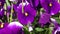 Group of three bright violet pansy (viola tricolor, Viola cornuta)