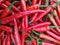 Group of three chili peppers isolated on white background as package design element