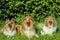 Group of three collie dogs