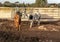 A group of three cows Bos taurus