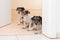 A group of three cute little cheeky Jack Russell Terriers lying side by side at an open door in the apartment at home