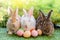 Group of three cute little three brown and white hare rabbit sitting on green grass with natural bokeh as background,