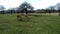 Group of three deer eating grass in the Wollaton Hall Park in Nottingham, United Kingdom.