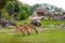 Group of three deers feeding in Parco Natura Viva zoo near Garda lake