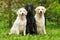 group of three dogs - flat-coated Retriever and two Golden Retriever sitting