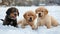 a group of three dogs laying in the snow in front of some trees