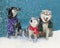 group of three dogs wearing scarves in snow storm