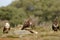 Group of three eagles buzzards