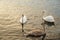 group of three elegance white and brown swan bird wildlife animal swim in sunset light golden lake water nature background