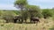 A group of three elephants in Tarangire National Park. Long shot. Safari in Africa.