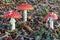 Group of Three Fly Agaric Fungi Amanita muscaria Growing in a Birch Wood