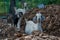 Group of three goats searching for food around