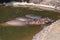 Group of three hippopotamus hiding from the heat in water