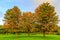 A group of three horse chestnuts, Aesculus hippocastanum, in autumn colors