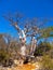 group of three leafless baobabs Tsimanampetsotsa national park. Madagascar
