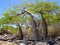 group of three leafless baobabs Tsimanampetsotsa national park. Madagascar