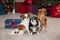 Group of three little chihuahua dogs in happy new year indoors d