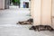 Group of three lutalica, typical serbian stray dogs, abandoned, all having a rest and sleeping in the streets of the city center o