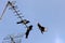 Group of three magpies in flight on a television aerial, UK