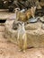Group of three meerkat animal