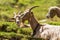 Group of three Mountain Goats on Green Grass - Italian Alps