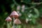 Group of three mushrooms