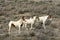 A group of three mustangs