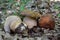 Group of three nice specimen of Boletus aereus