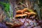 Group of three orange-brown large mushrooms at the base of a rotting tree stump