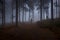 Group of three people walking towards atmospheric foggy mist crawling between dark trees