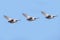 Group of Three Pigeons Flying