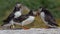 Group of three puffins