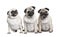 Group of three pug in a row