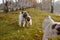 A group of three pugs, dogs are running on green grass and autumn leaves in a park, near a lake or a pond