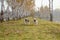 A group of three pugs, dogs are running towards the camera from a distance, on green grass and autumn leaves in a park