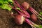 Group of three red beet roots with green leaves on the background of the earth.