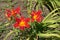 Group of three scarlet red and yellow flowers of daylily