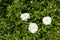 Group of three semi double white roses in May