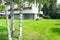 Group three silver birch trees in residential landscaped grounds green grass lawn with home in background