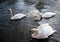 Group of three swans moving forward on the surface of the water