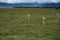 Group of three Thomson\\\'s Gazelles caught in the Ngorongoro Crater