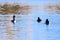 Group of three tufted ducks (Aythya fuligula) swimming on blue water surface