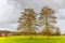 Group of three white alder trees, Alnus incana