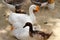 Group of Three White gooses