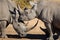 A group of three white rhinos close up in Kruger Park South Africa