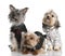 Group of three Yorkshire Terrier (2 years old and