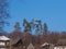 a group of tilted fir trees looking over a group of rustic roofs with an amazing clear blue sky in the background