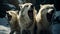 Group of timber wolves howling in unison