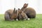 Group tiny furry baby rabbit bunny brown white sitting together on the green grass. Adorable baby bunny playful on the meadow.